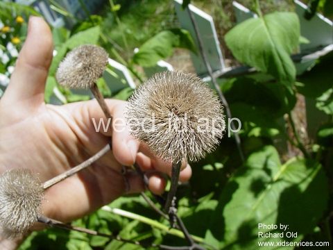 elecampane